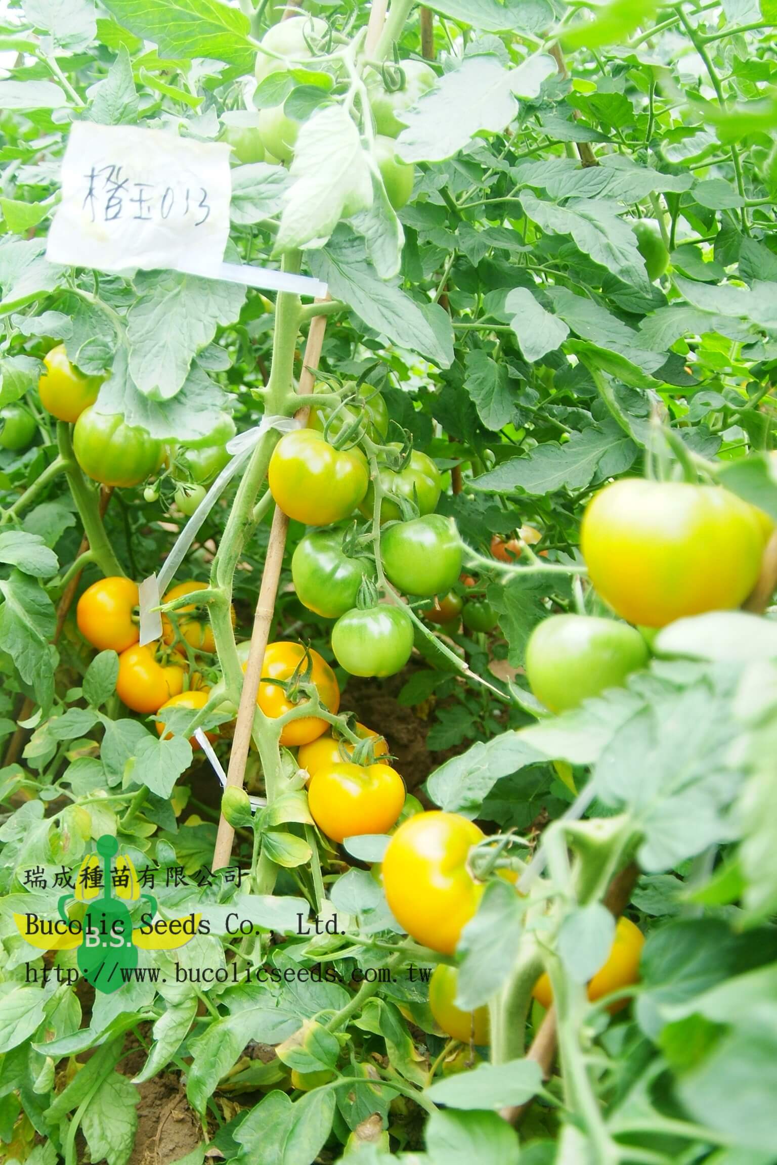 Tomato 013 - Tomato 013 (1)
